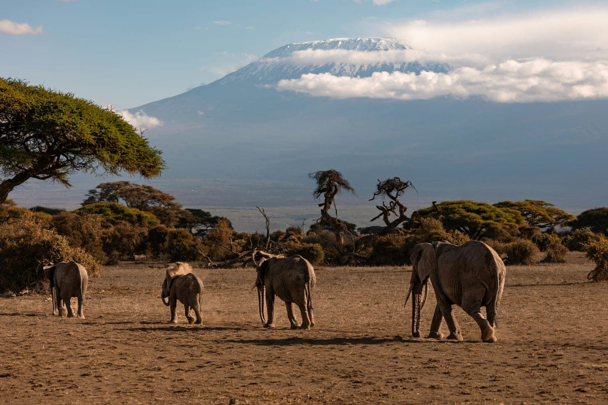 Top 5 Wildlife Species to See on Your Kenya Safari