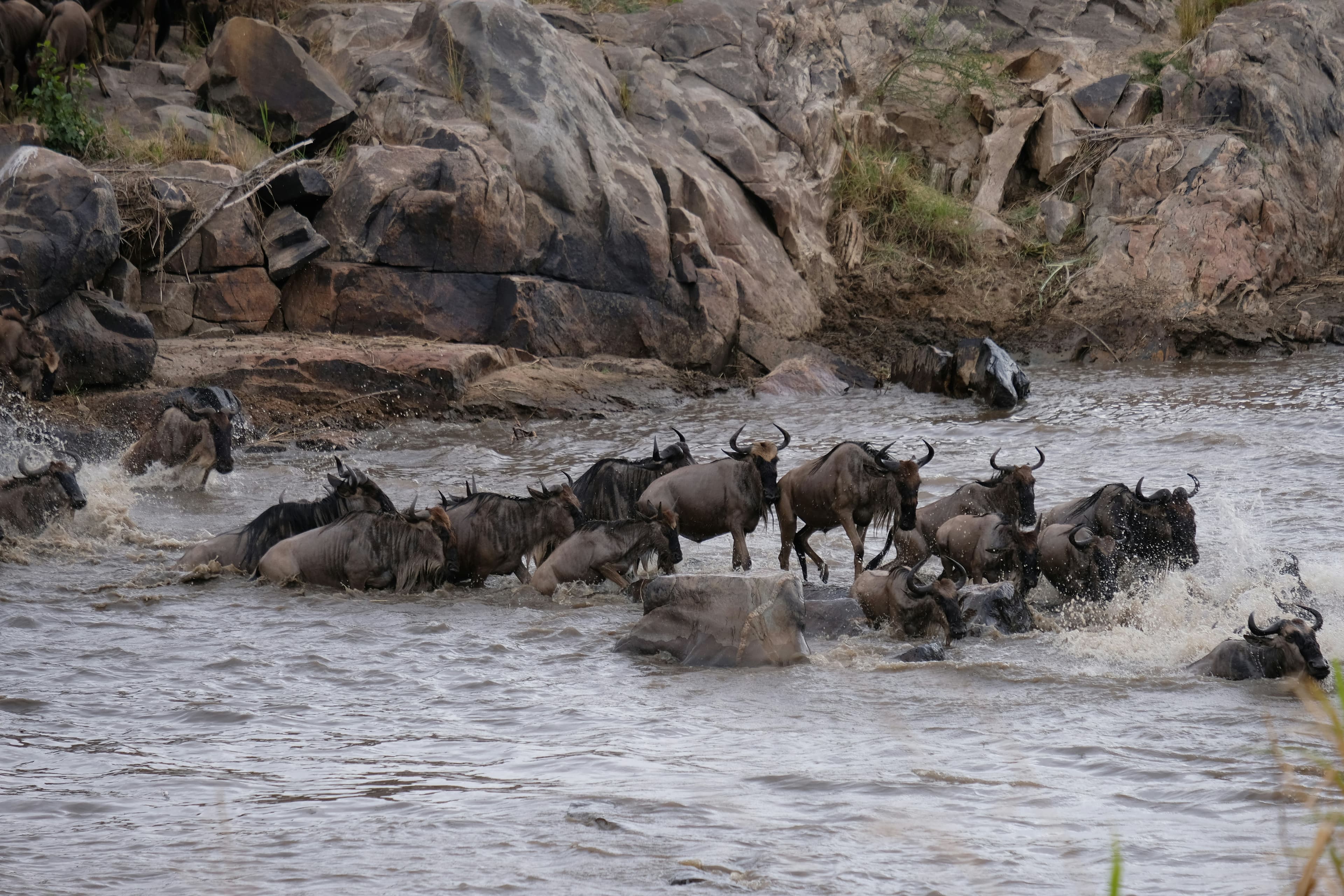 Best Time to Visit Maasai Mara for the Great Migration