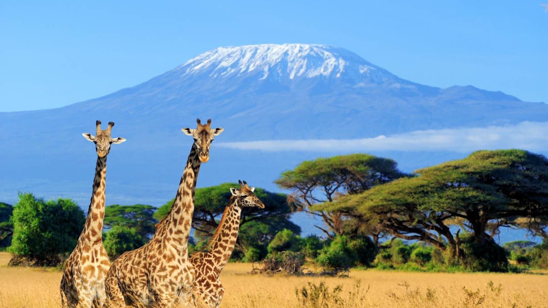 Amboseli National Park Tours – Elephants & Kilimanjaro Views