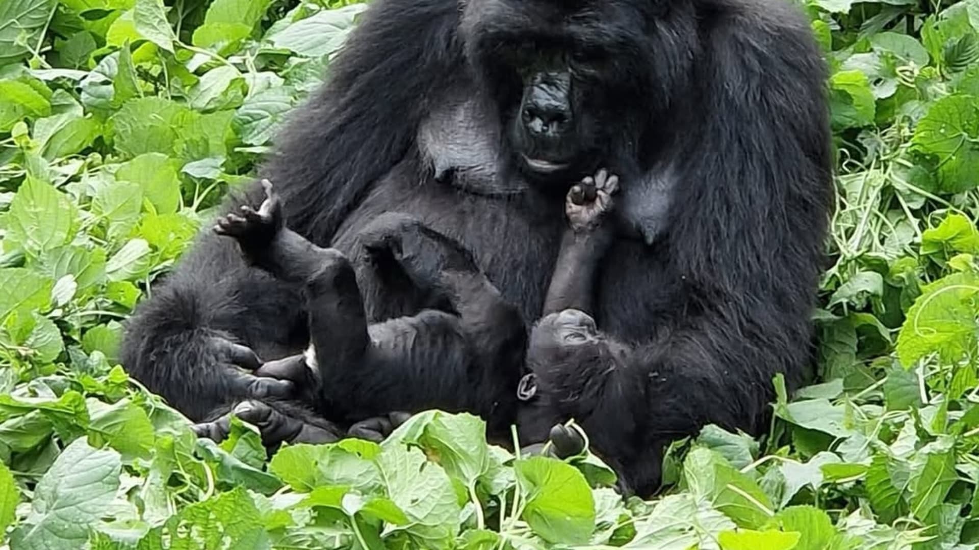 Uganda - Image