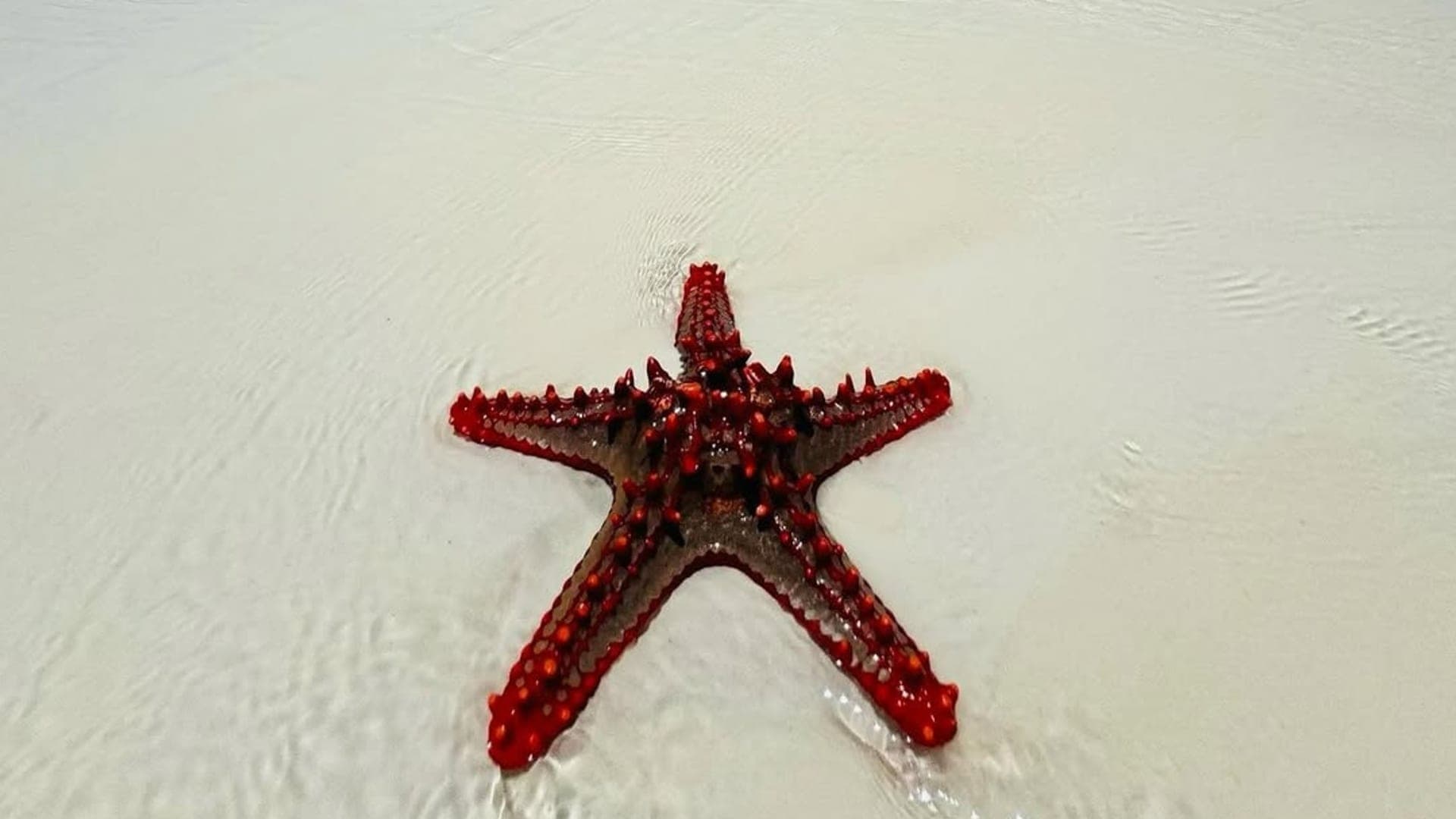 5-Day Zanzibar Packages from Kenya