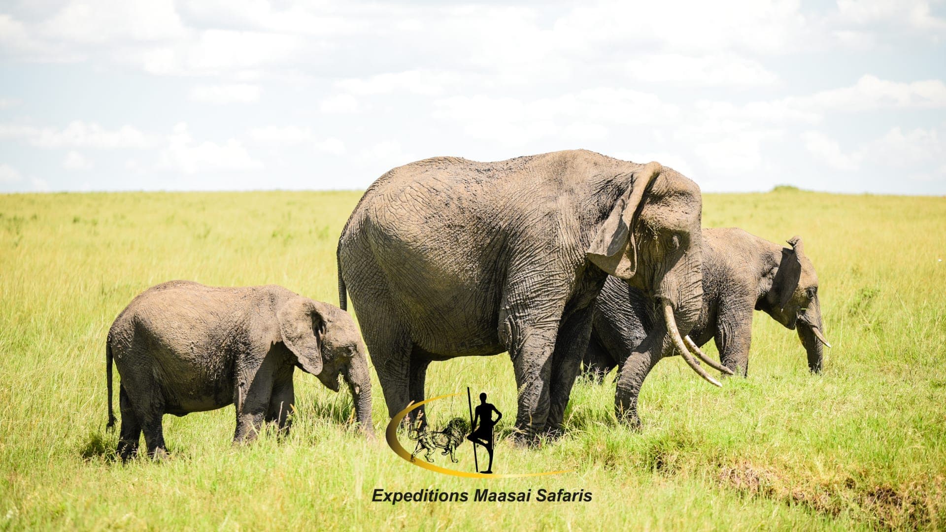 13-Day Best of Kenya Bush & Beach Safari Tour (Aberdare, Nakuru, Mara, Naivasha, Tsavo, Diani)